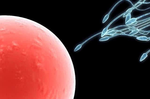 人工受孕需要取卵子吗(取卵子和精子人工能培育吗）