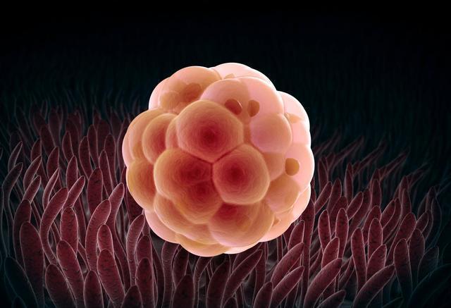 卵子应该是白天排还是晚上排(卵子在什么时候排出）