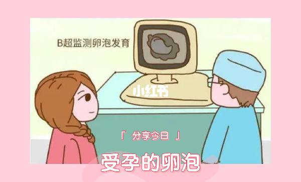 卵泡20x15容易受孕吗(卵泡27x15怀孕流产）