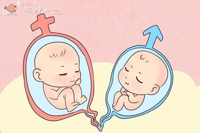 双胞胎是怎么形成的?想生双胞胎有什么好的办法和几率(怎么才会生双胞胎)