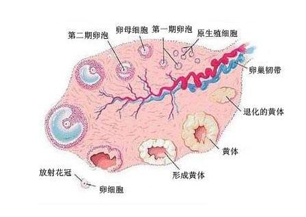 卵泡16mm排了受孕了吗(卵泡15mm会排卵吗）