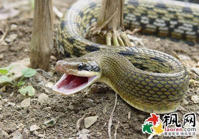 同房后梦见蛇怀孕准吗(胎梦梦到蛇准吗）