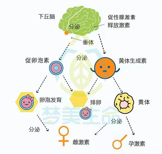 促性腺激素是什么分泌(垂体促性腺激素分泌亢进怎么办）