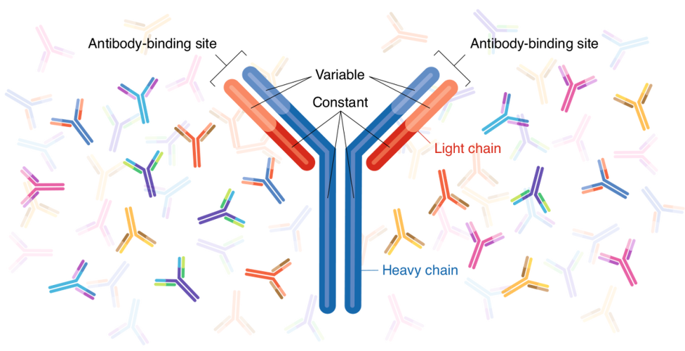 免疫抗体检查有啥作用(自身抗体免疫检查什么）