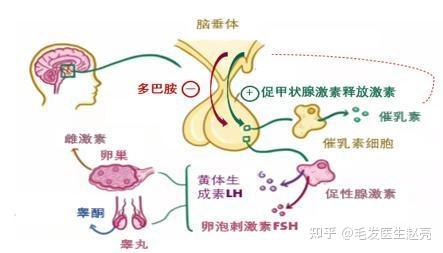 发育早的男生激素水平多少(男性激素六项)