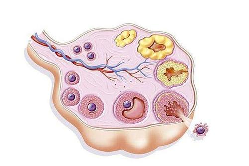 卵泡排掉了会不会怀孕(多卵泡是不是不容易怀孕）