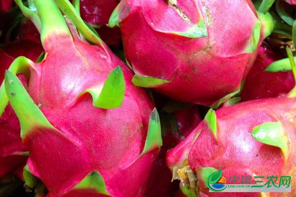 口腔溃疡吃火龙果好不好火龙果能促进溃疡愈合吗?(火龙果溃疡打什么药最好)