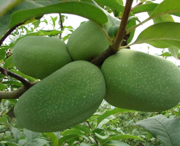 吃什么东西卵泡长得快(卵泡不成熟怎么治疗最好）