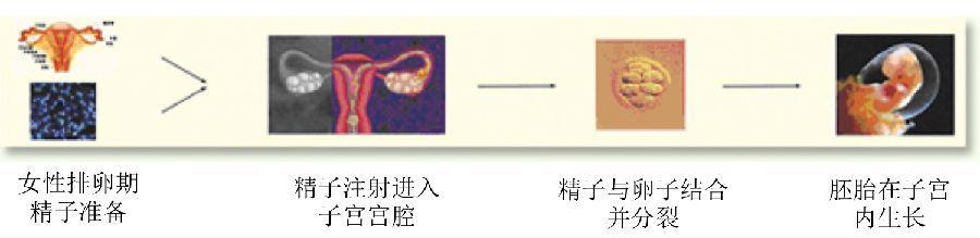 人工授精的明星有哪些这些都非自然受孕(人授和自然受孕有啥区别）