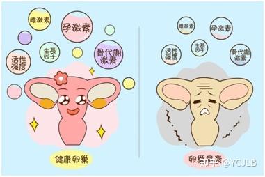 卵巢功能衰退的四种调理方法(怎样调理卵巢功能衰退）