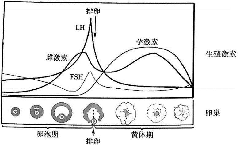 人绒毛膜447(人绒毛膜低怎样能提高）