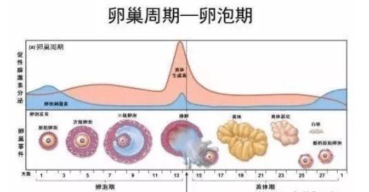 卵泡12x13会排卵吗(卵泡14x12多久会排卵）