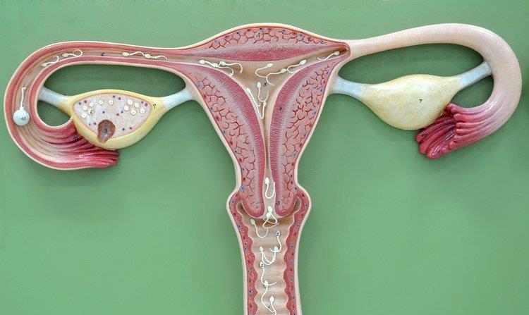 什么样的子宫内膜最利于怀孕？(子宫内膜一般多厚正常可以备孕）