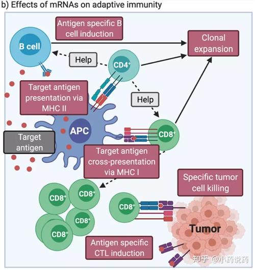 什么是先天性免疫不孕(先天性免疫功能缺陷）