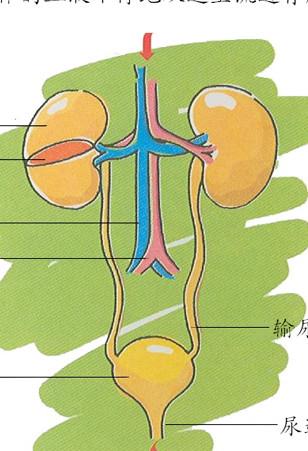 免疫性不孕是否可以治疗(免疫性不孕不育）