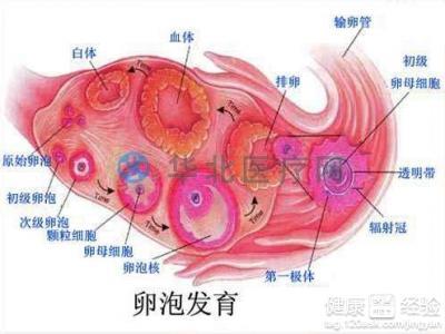 卵泡发育不好会影响受孕吗备孕吃什么能提高卵泡质量(卵泡发育不好不排卵是怎么回事）