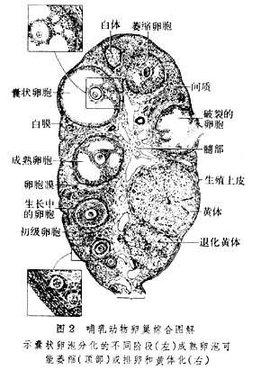 卵泡多大能受孕_关于卵泡的知识？(卵泡多大能受孕最易孕）