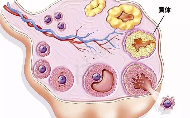 促卵泡生成素低是怎么回事(没有卵泡怎么调理好）