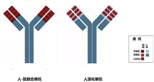 免疫抗体检查有啥作用(自身抗体免疫检查什么）