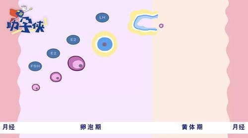 卵泡监测影响怀孕吗(排卵的过程卵泡会缩小）