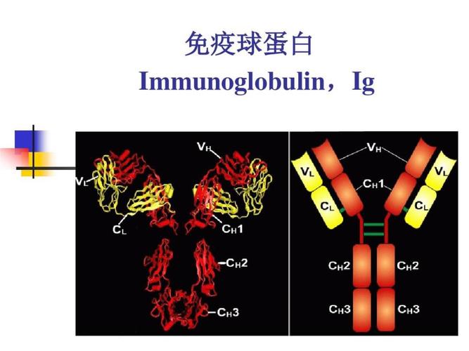 免疫抗体检查有啥作用(自身抗体免疫检查什么）