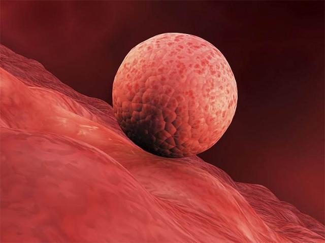 卵子质量不好会流产吗(怎么检查卵子质量）