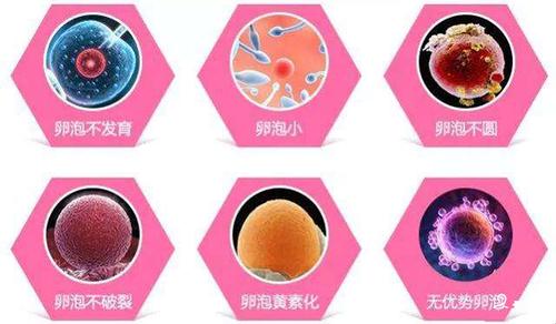 卵子的生长周期三个月怎么回事(一个卵子发育需要3个月吗）