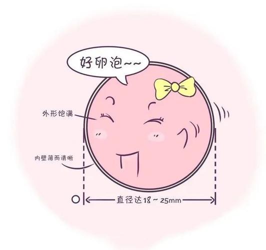 卵细胞和卵子一样么(卵泡是卵细胞吗）