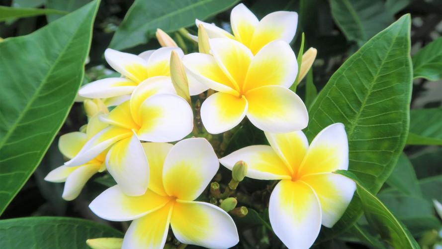 口腔溃疡吃燕窝有用吗(燕窝可以帮助口腔溃疡恢复吗）