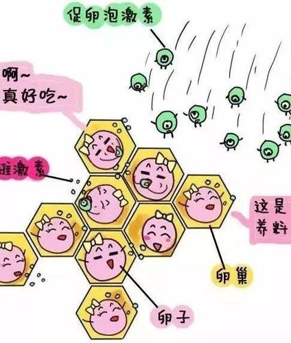 促排怀孕怎么避免胎停(促排卵对胎儿有影响吗）