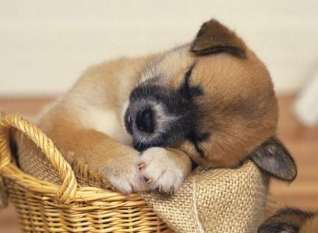 养狗会影响以后受孕吗(养狗的人容易得什么病)