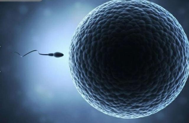 卵子最怕的7件事！(精子卵子结合后怕不怕热）