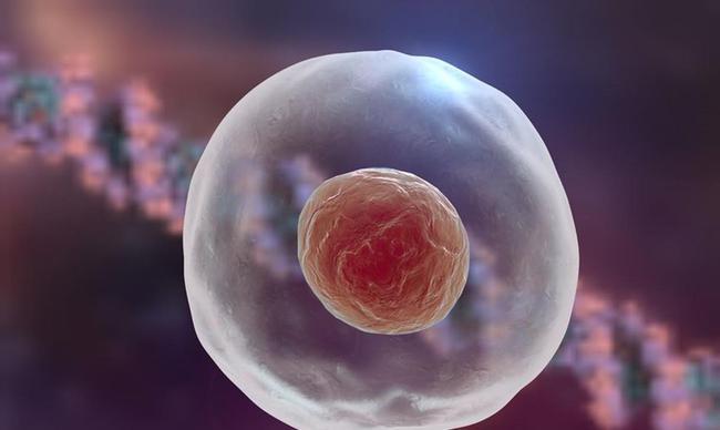 卵细胞和卵子一样么(卵泡是卵细胞吗）