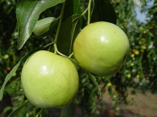 几种食物损伤精子(补精子的十二种食物）
