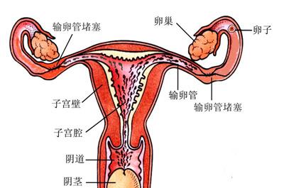 去检查不孕什么时间好(孕前检查必要项目)