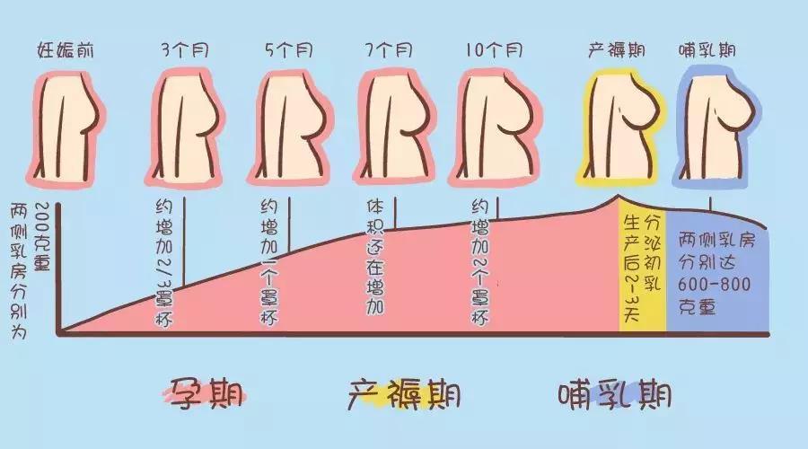 例假和怀孕乳房的区别是什么(突然不来月经也没怀孕）
