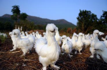 卵巢早衰可以吃六味地黄丸吗(卵巢早衰可以吃乌鸡白凤丸吗）