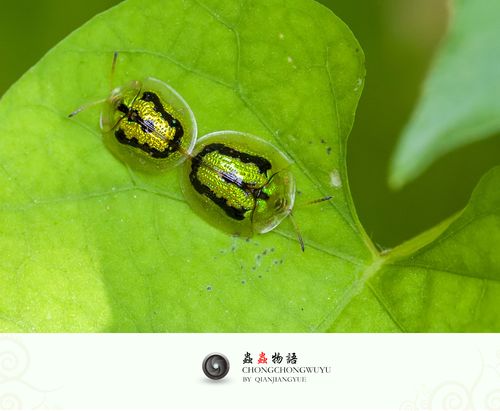 吃红枣对宫寒有帮助吗(宫寒可以吃桂圆吗）