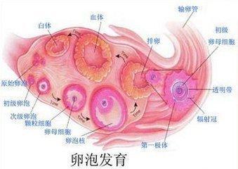 卵泡排出可以同房吗(卵泡破后多久同房有效）