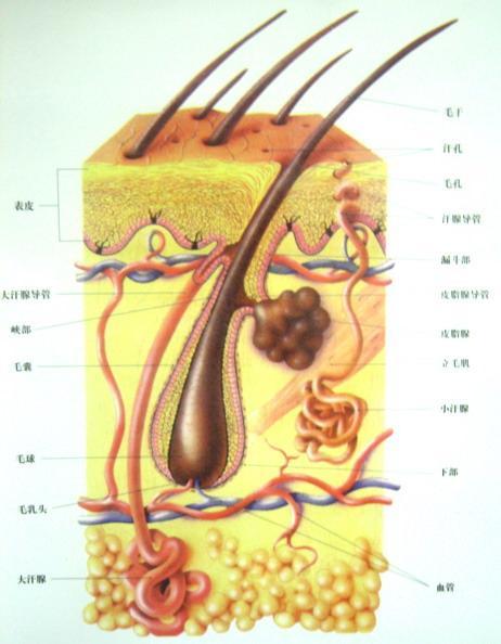 化疗后多久可以怀孕(化疗后的白发能染吗）