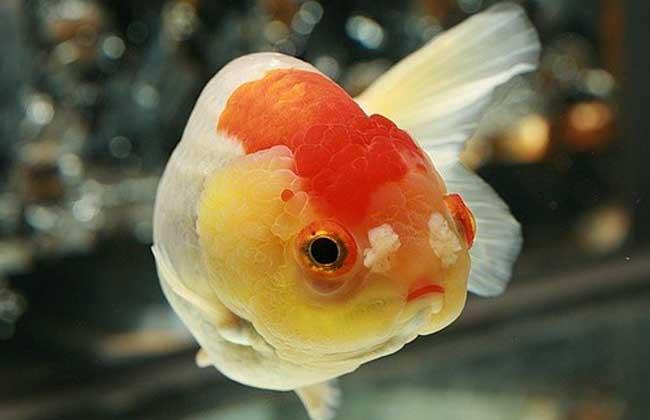 受精卵不着床怎么办如何让受精卵着床(有什么方法让卵子不着床）