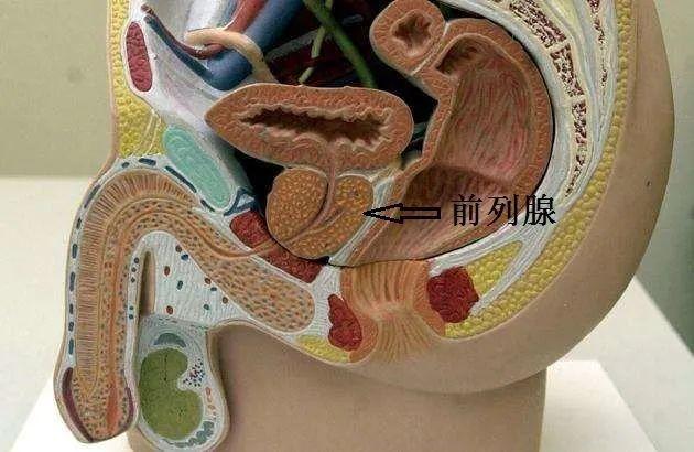 前列腺炎影响生育吗(前列腺炎有什么症状男）
