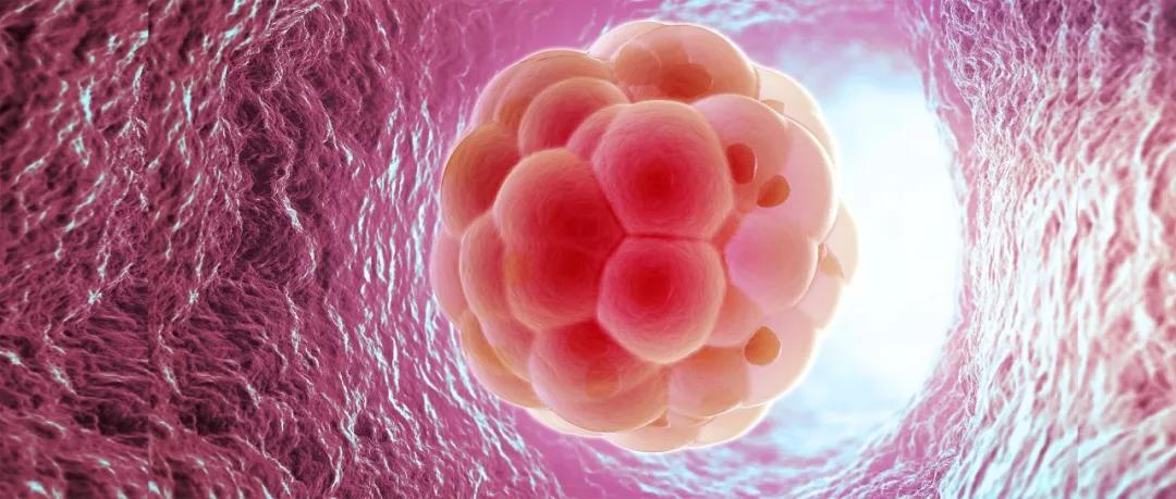 卵子质量好的标准(卵子质量不好却怀孕了)