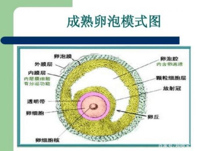 发育到多大的卵泡和精子结合更容易怀孕?(只有卵泡成熟了排卵了才会受孕吗)