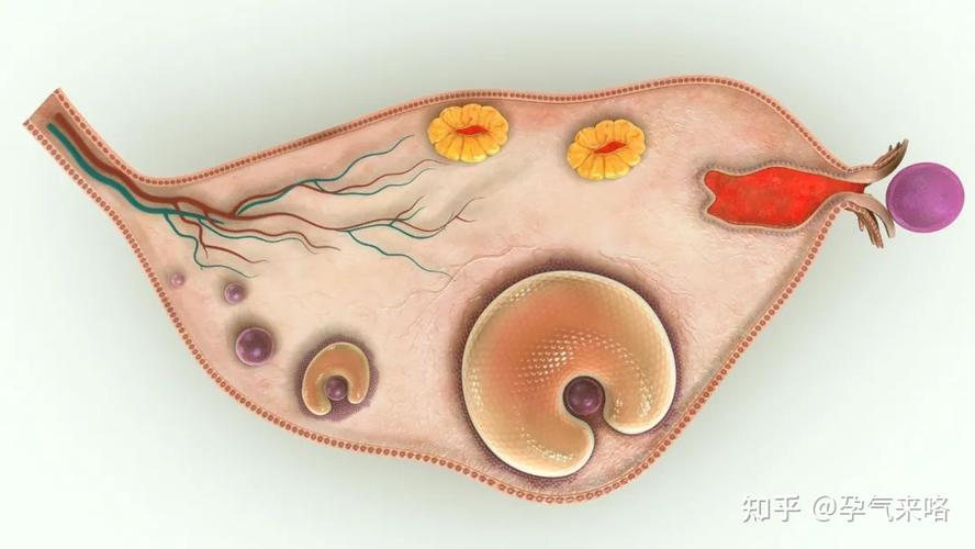 促卵泡生成素低是怎么回事(没有卵泡怎么调理好）