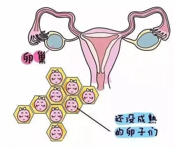 卵泡发育不良不能受精？教你几个好对策！(卵泡发育不好排卵障碍怎么办）