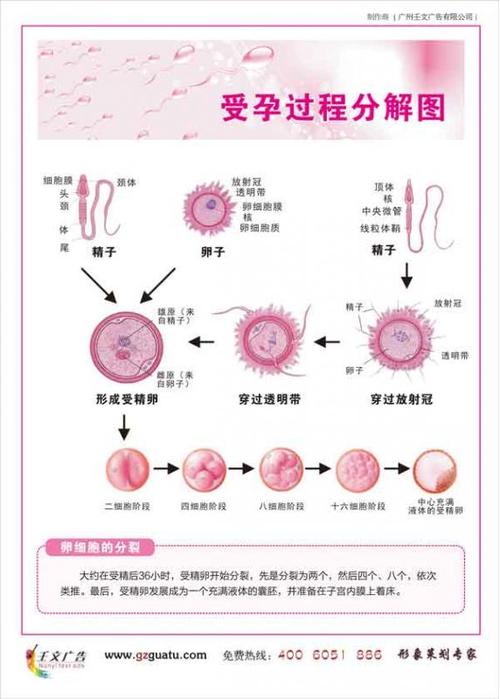 发育到多大的卵泡和精子结合更容易怀孕?(只有卵泡成熟了排卵了才会受孕吗)
