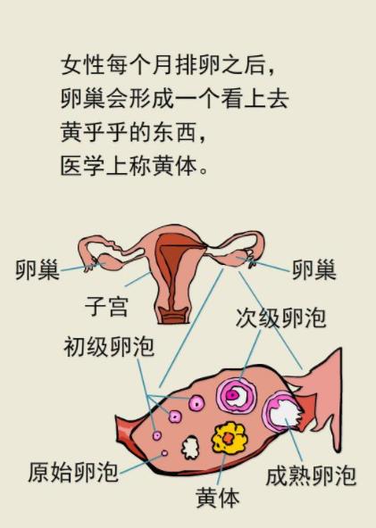 卵泡破裂同房几次最好(卵泡破当天最明显的症状)