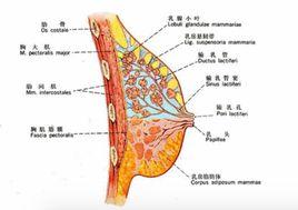 为什么做乳房保养(经常做乳房保养好不好)