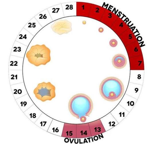卵泡发育偏小的原因(卵泡小的原因有哪些）